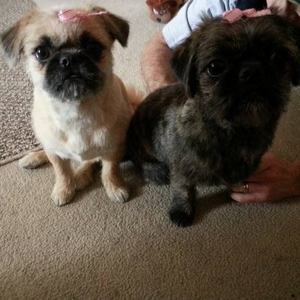 Meet your Posher, Frankie